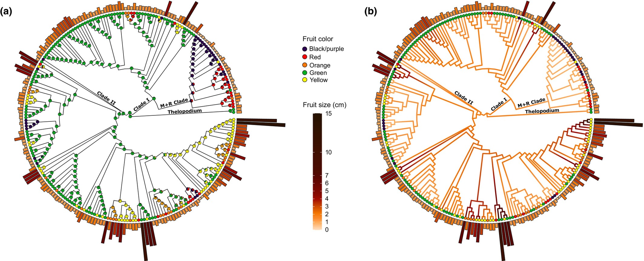 Árvores filogenéticas circulares de Solanum mostrando cores e tamanhos de frutos maduros mapeados nas pontas terminais e reconstruções de caracteres ancestrais nos nós internos para cor (a) e tamanho (b). Os resultados indicam que tanto a cor quanto o tamanho são estruturados filogeneticamente e que o ancestral comum mais recente de Solanum e a maioria dos clados principais provavelmente tinham frutos verdes de tamanho médio -&nbsp;doi.org/10.1111/nph.19849