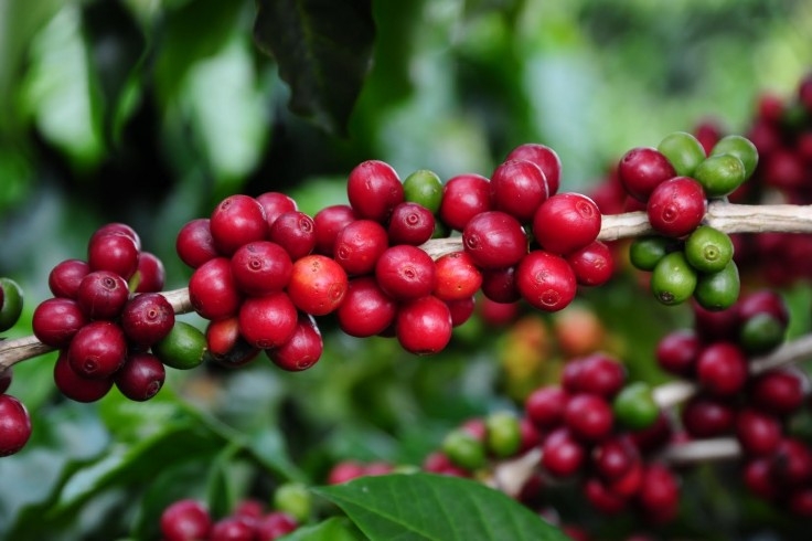Abertas as inscrições para a 12º Concurso Estadual de Qualidade dos Cafés de MG