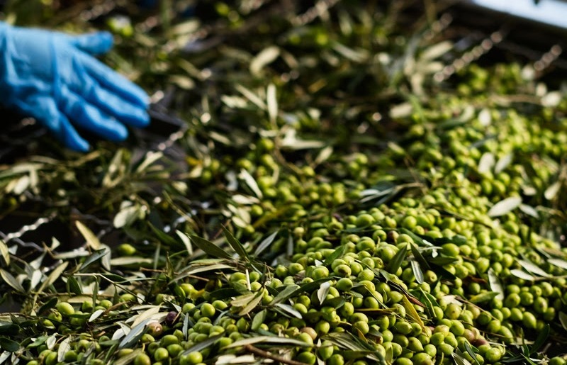 Azeite de oliva brasileiro ganha destaque no mercado nacional e internacional