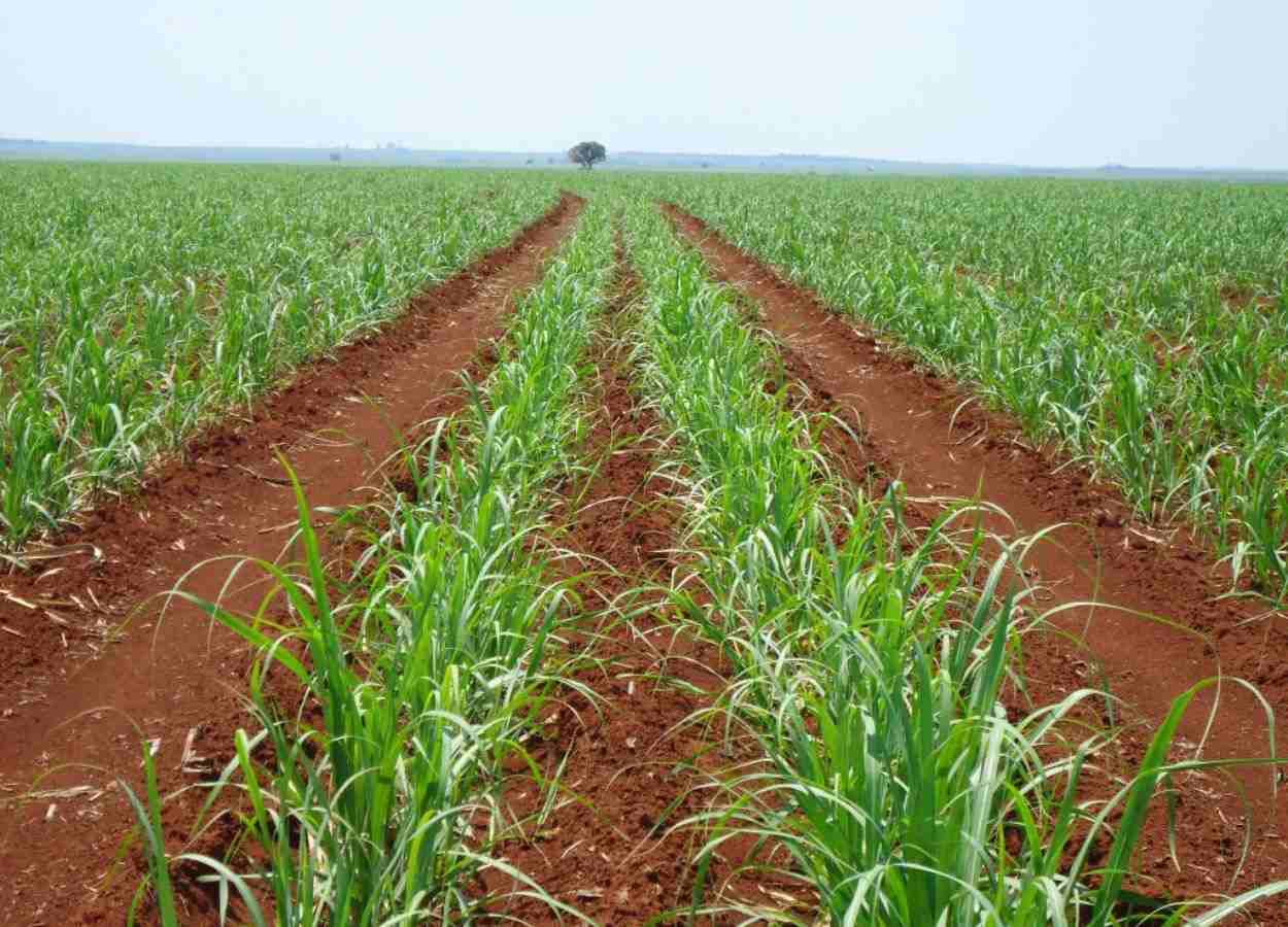 Minas Gerais deve registrar safra recorde de cana-de-açúcar