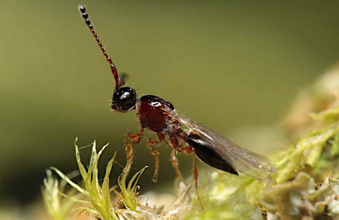Estudo otimiza dieta para produção de Trichopria drosophilae