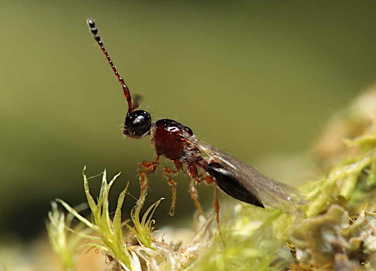 Estudo otimiza dieta para produção de Trichopria drosophilae