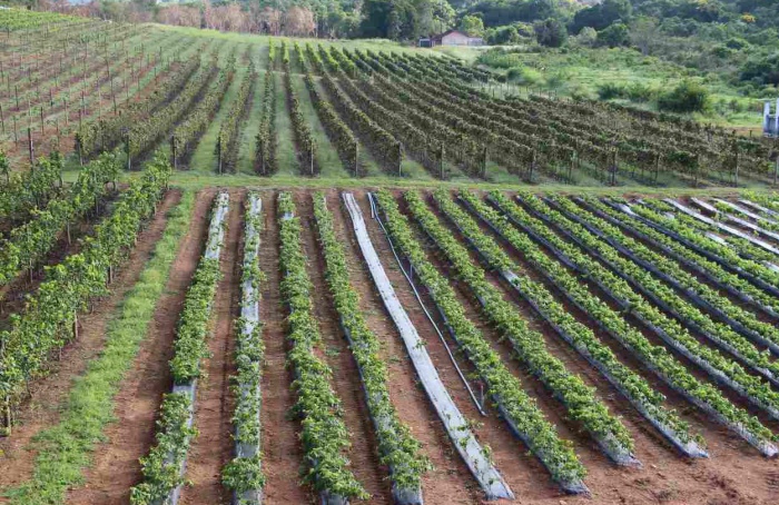 Região do Cerrado Mineiro tem maior área de cafeicultura regenerativa do Brasil