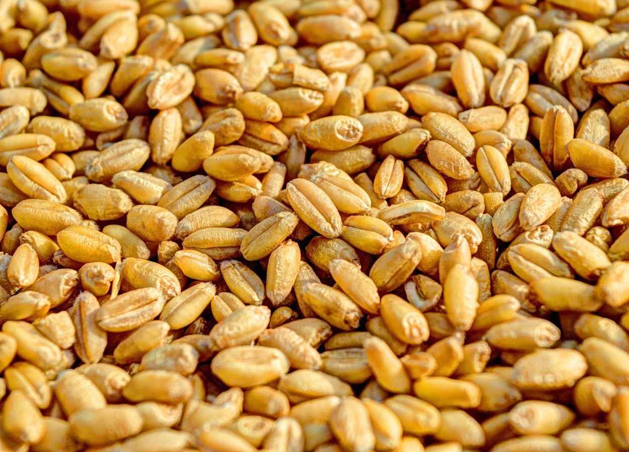 Mercado de trigo mantém baixa liquidez no Brasil