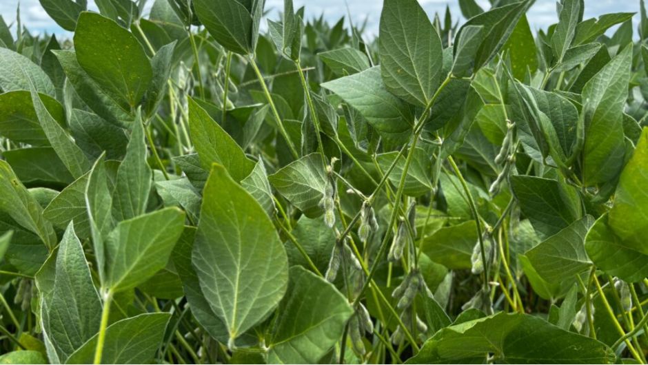 Foto: Lucas Eugênio