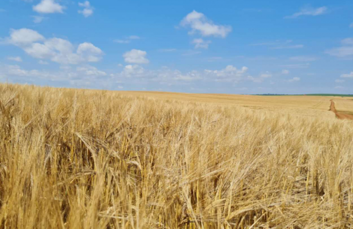 Cereais de inverno têm Zoneamento Agrícola de Risco Climático publicado para o ano-safra 2023-24