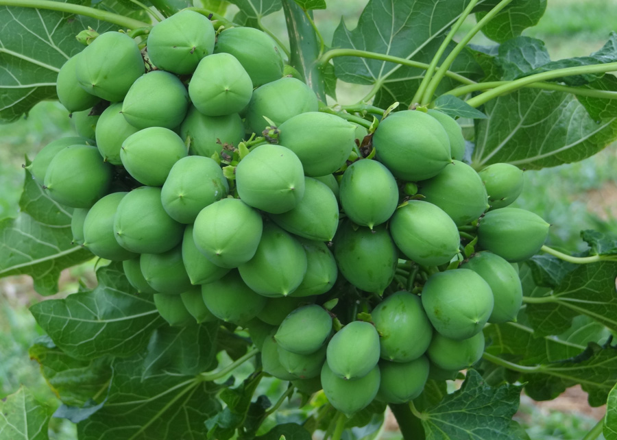 Pinhão-manso mostra potencial para controlar o pulgão-verde, praga de dezenas de culturas