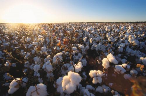Bayer leva soluções e tecnologias para soja, milho e algodão na AgroRosário