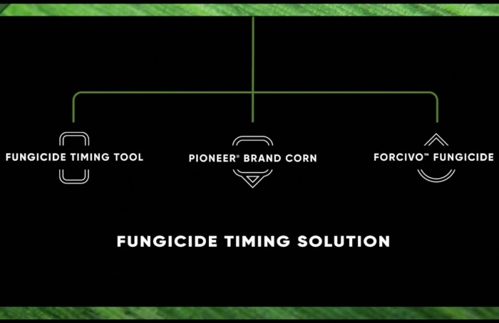 Pioneer lança solução para fungicida no milho