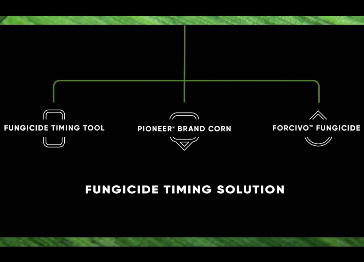Pioneer lança solução para fungicida no milho