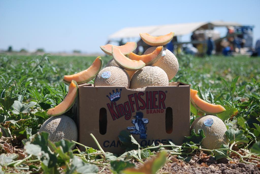 Fisher Ranch expande negócios com tecnologia da AgroFresh para melões