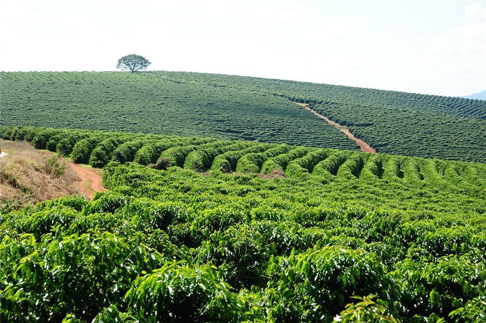 Exportações do agro mineiro atingem melhor resultado dos últimos 24 anos no primeiro quadrimestre de 2021