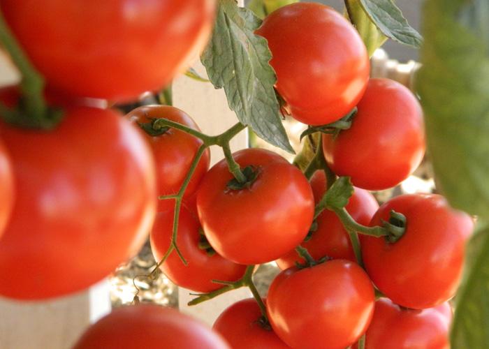 Pesquisadores avaliam novos métodos para controle de viroses em tomateiro