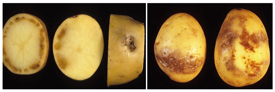 Escurecimento vascular em tubérculos de batata atacados por Fusarium solani (esquerda) e manchas marrons em tubérculos de batata causadas pela requeima (Phytophthora infestans) (direita)