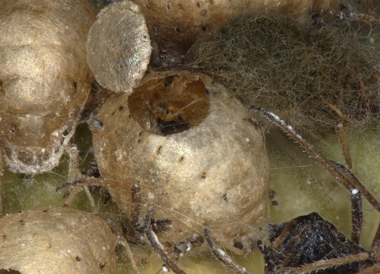 Pulgão parasitado - Foto: BASF