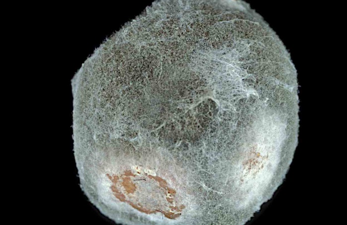 Resistência de Botrytis a piraclostrobina avança na China