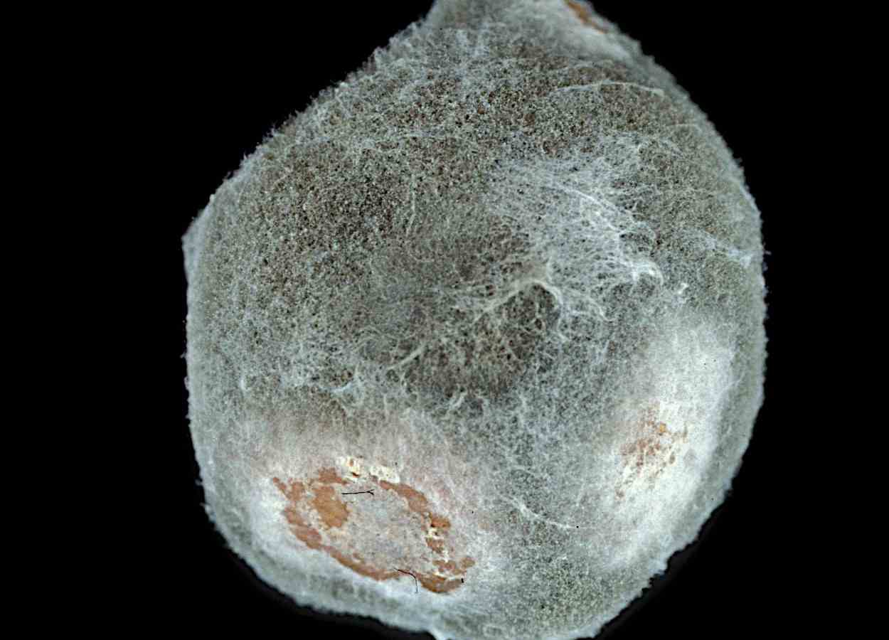 Resistência de Botrytis a piraclostrobina avança na China