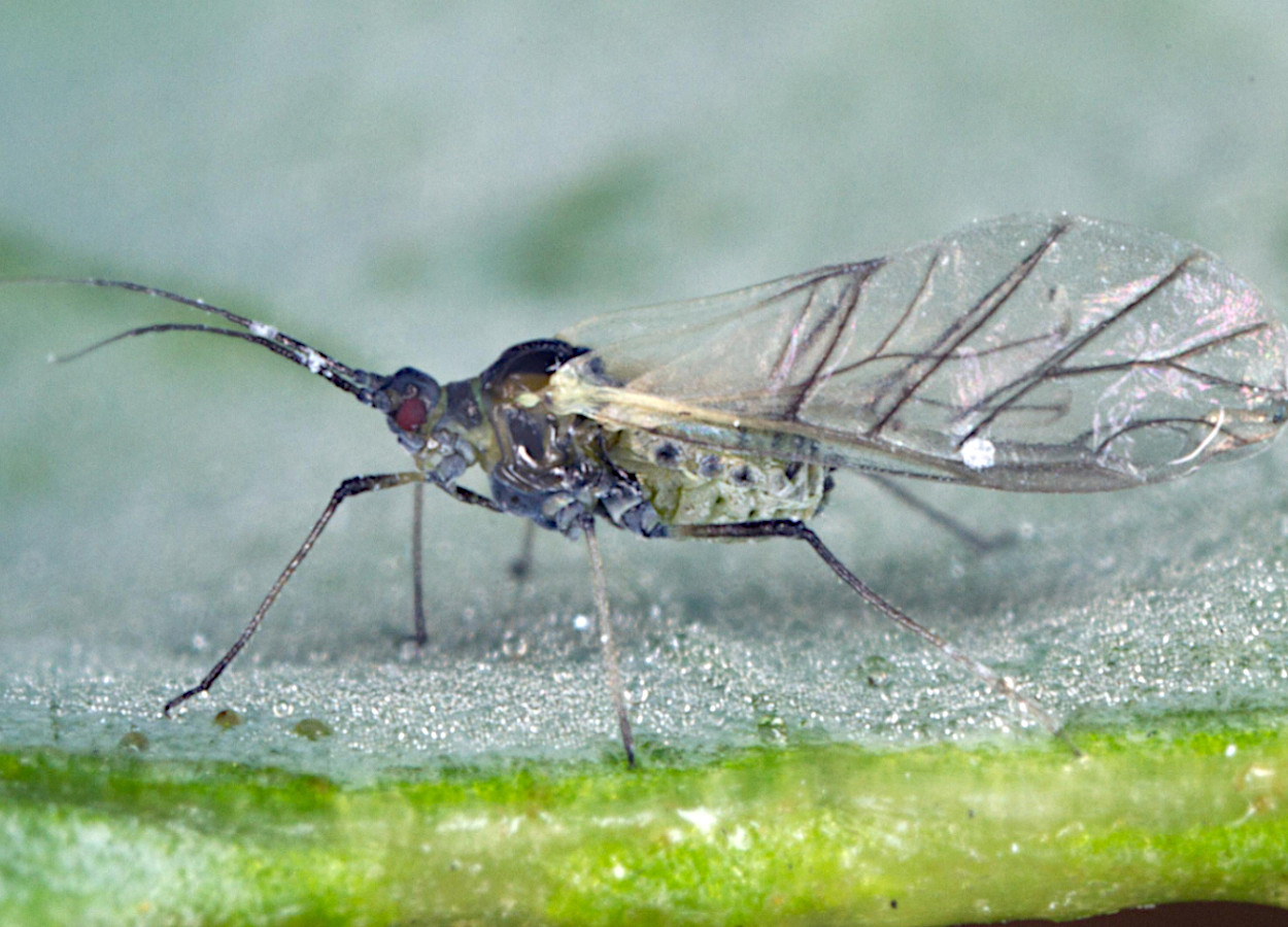 Foto:&nbsp;David Cappaert, Bugwood