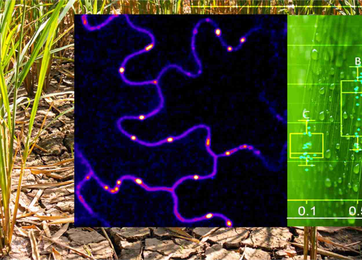 Estudo mostra dinâmica própria de peróxido de hidrogênio após frio e ferimentos em tecidos vegetais