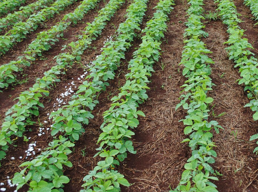 ​Investir no enraizamento da soja permite incremento de até 20% na produtividade