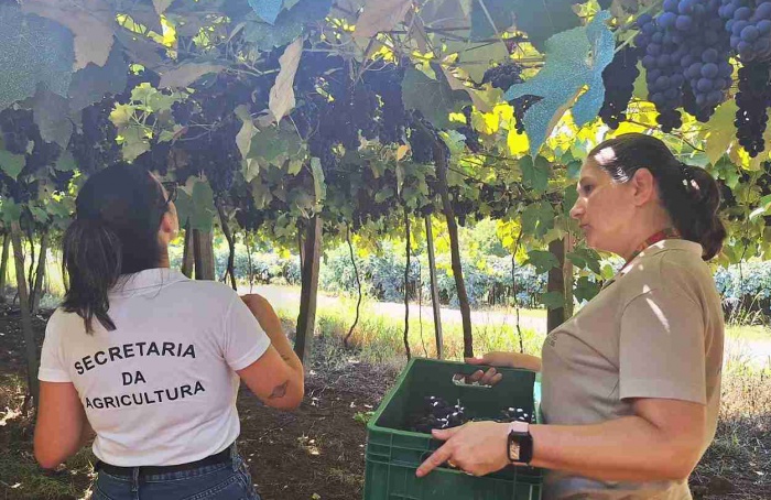 Safra de vinhos 2026 começa a ser avaliada no laboratório no RS