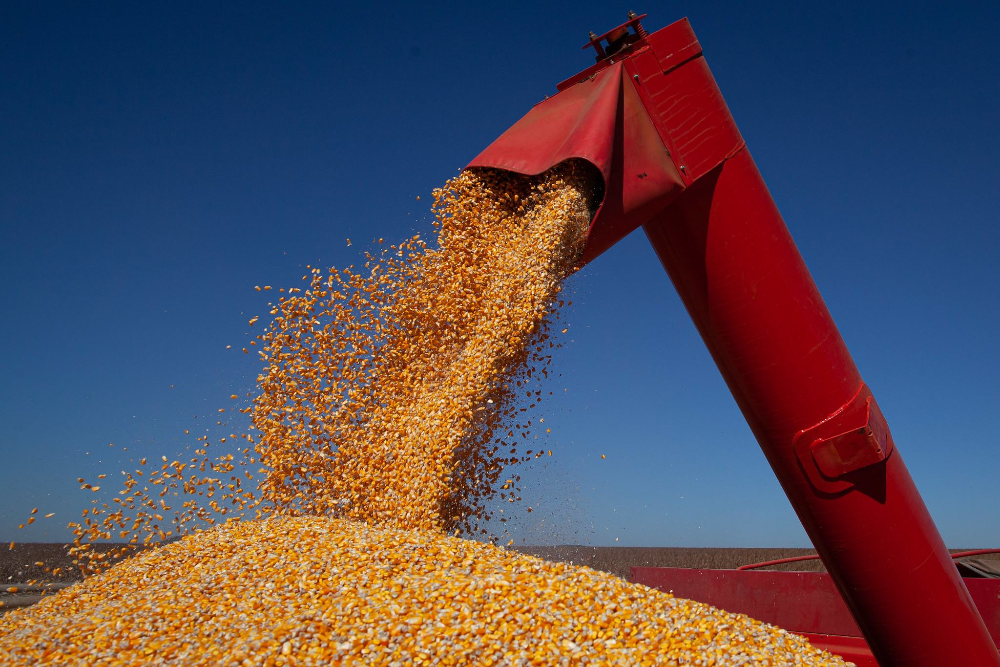 Exportação de milho no Brasil dispara, mas ainda não decola