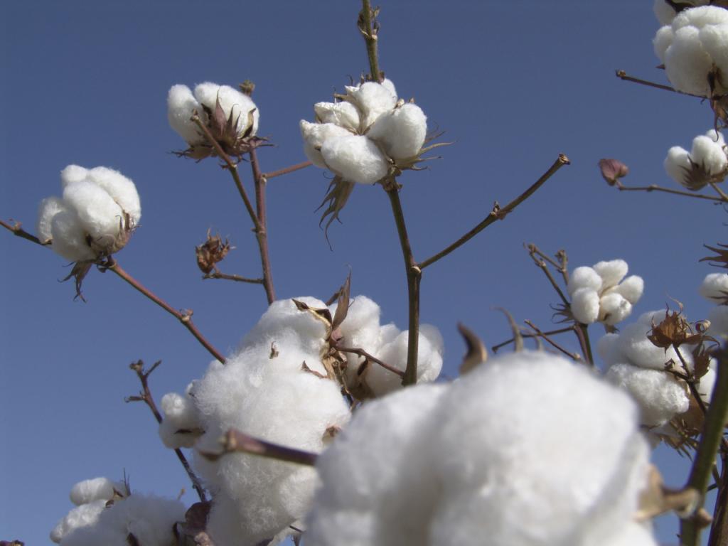 Mobilidade do boro via floema é chave para a alta produtividade no algodão safrinha