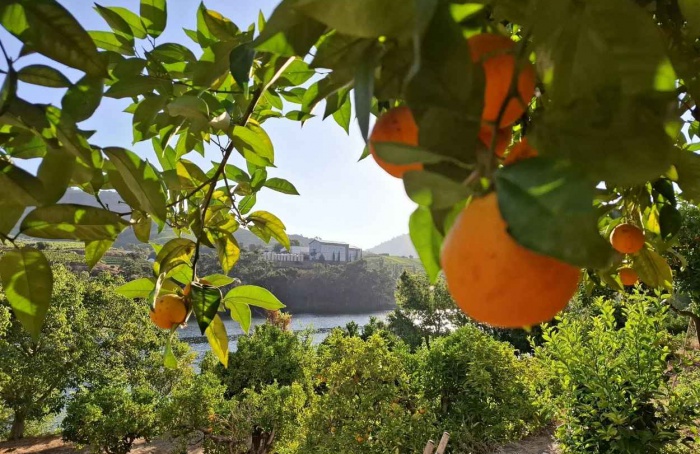 SP classifica municípios por incidência de greening