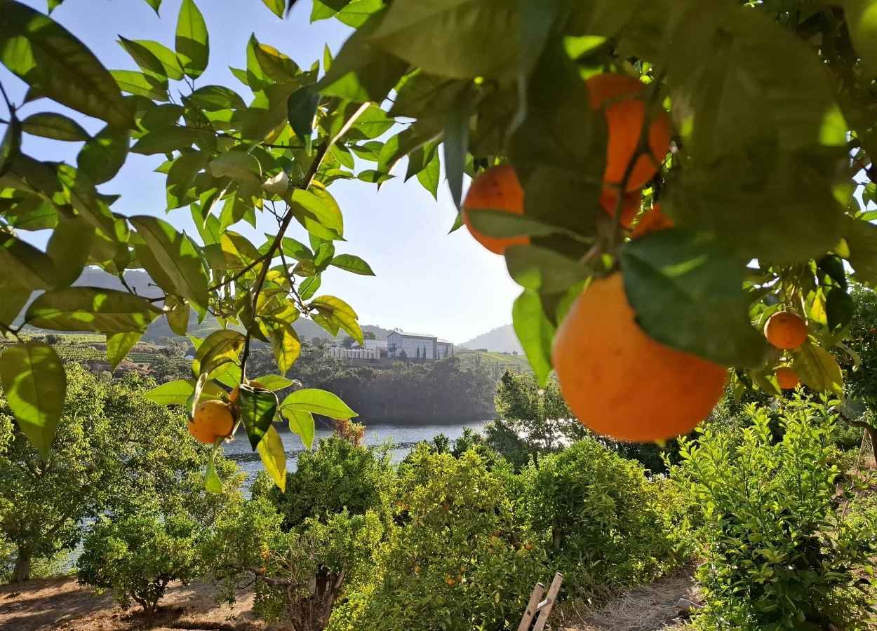 SP classifica municípios por incidência de greening