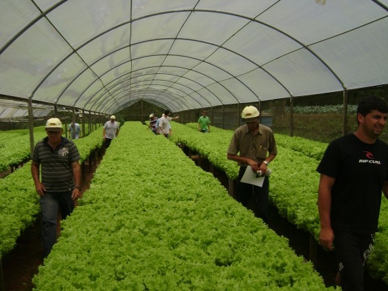 Hidroponia utiliza até 90% menos água no cultivo de hortaliças