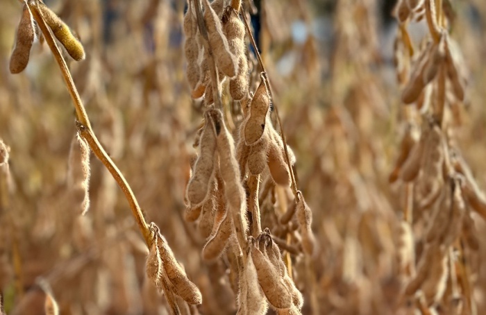 Deral reporta avanço na exportação de soja e desafios na agricultura do paraná