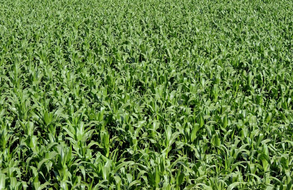 ​Novozymes apresenta novo estudo sobre produtividade e sustentabilidade