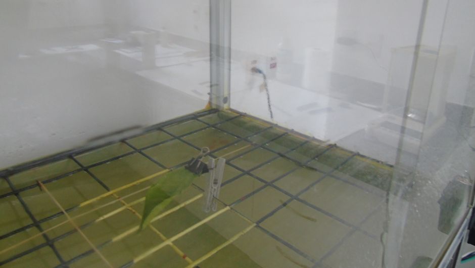 Método simula a pulverização e o impacto da água na fixação do defensivo agrícola sobre as folhas de um determinado cultivo