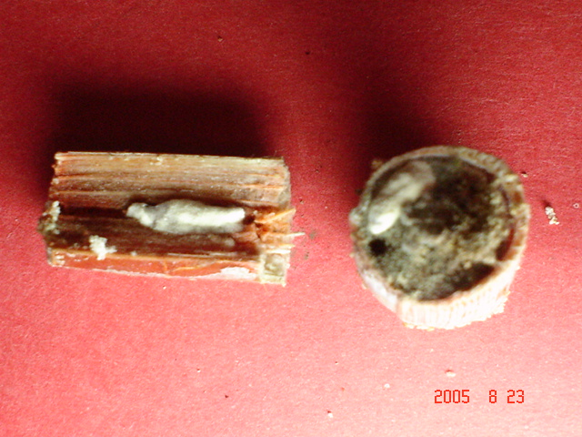 Lagartas de Diatraea saccharalis mortas por Beauveria bassiana.