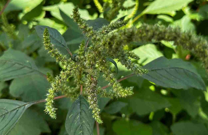 Mutações mantêm resistência de Amaranthus palmeri a herbicidas
