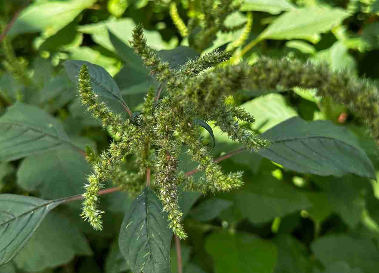 Mutações mantêm resistência de Amaranthus palmeri a herbicidas