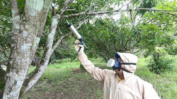 Pesquisa para controle da mosca-da-carambola é financiada por AIEA