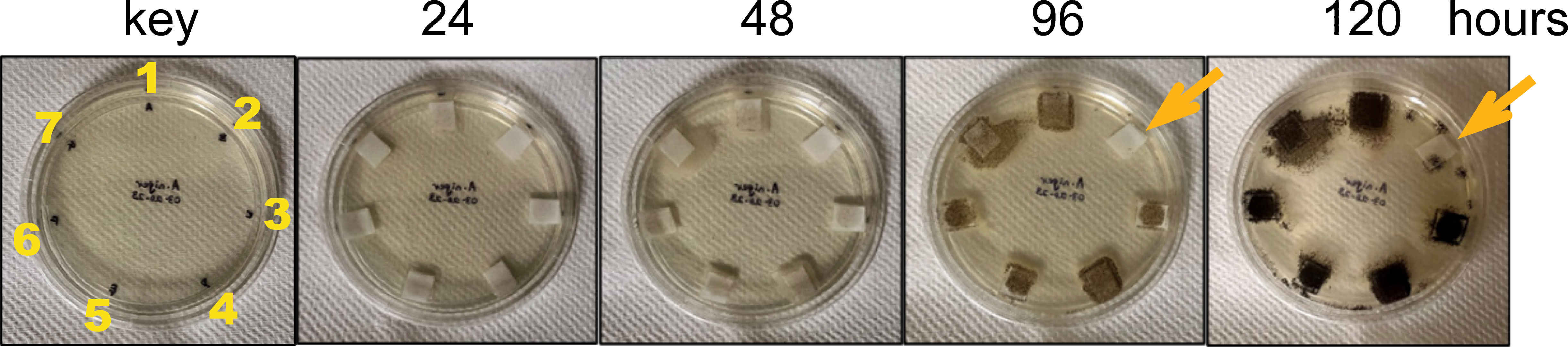 Ensaio de atividade antifúngica de quitinases recombinantes purificadas nativas e mutantes contra <i>Aspergillus niger</i>. Começando como esporos (~5/filtro), <i>Aspergillus niger</i> foi incubado com 50 ug (0,5 mg/mL) de enzima à temperatura ambiente (23-24 °C) durante um período de 5 dias. 1) SUMO, 2) SUMO-ZmChi19A, 3) SUMO-ZmChi19A (E147A, E169A), 4) SUMO-ZmChi19A (A328 *), 5) ZmChi19AΔCBD, 6) CspChi18A e 7) CspChi18A (D161A, E163A). Estes dados são representativos dos resultados obtidos em seis experiências realizadas de forma independente -&nbsp;doi.org/10.3389/fpls.2024.1344142