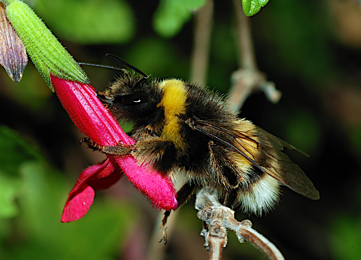 <i>Bombus terrestris</i> - Foto: Alvesgaspar