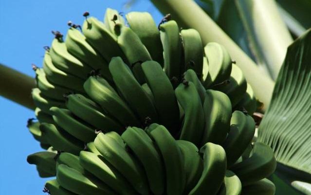 Produção e manejo de bananeira são tema de curso em Bragança (PA)