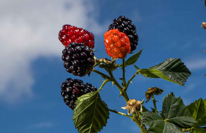 Governo Federal regulamenta fiscalização de produtos vegetais