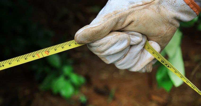 Fundecitrus inicia trabalho de atualização do inventário de árvores do parque citrícola em 8 de setembro