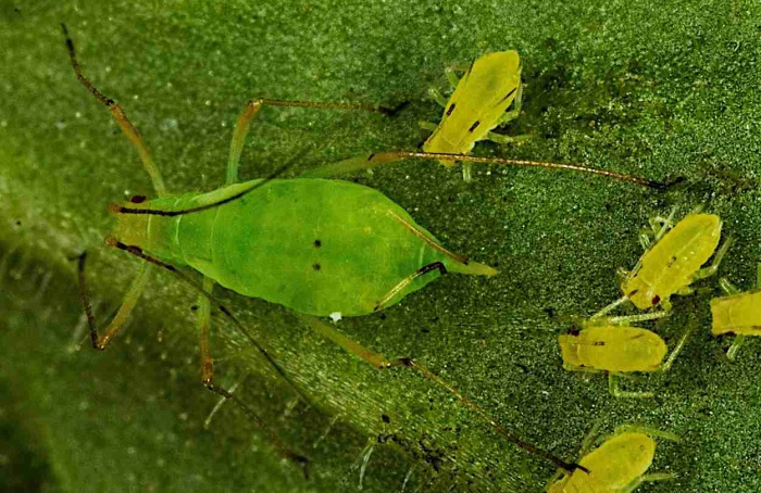 Estudo mapeia projeções neurais das antenas de Myzus persicae