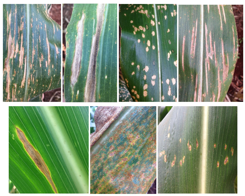 Figure 1 - main stains and rusts controlled by fungicides and reported in the cooperative network. Top from left to right: Bipolaris spot, túrcicum spot, white spot and cercospore spot. Bottom from left to right: macrospora spot, polyspore rust and common rust