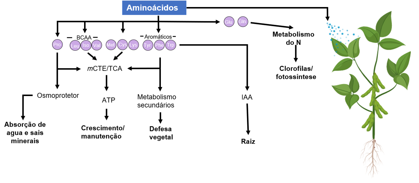 Figura 1 – Representação esquemática do papel dos aminoácidos em diversos efeitos fisiológicos nas plantas