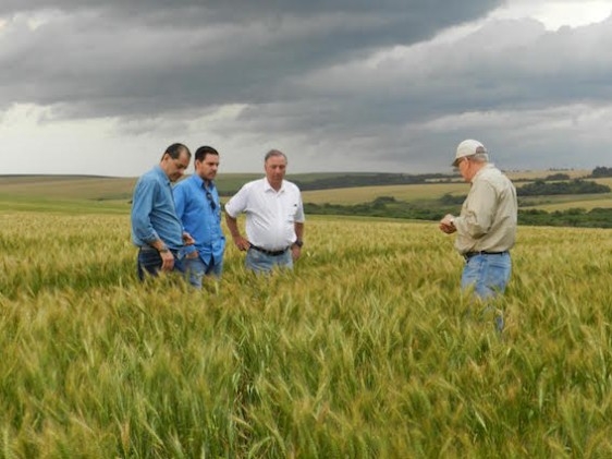 Pesquisadores visitam produtores de trigo no RS e SC