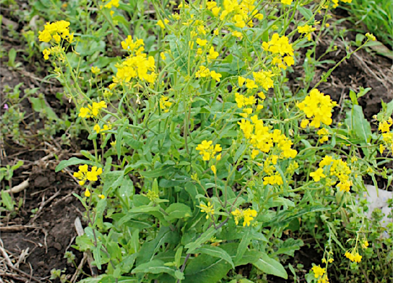 <i>Brassica rapa</i> - Foto: Aapresid