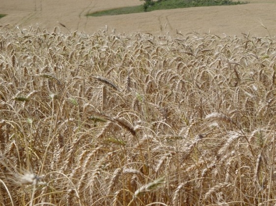 Farsul participa de audiência pública sobre trigo no AL