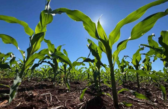 Custos com fertilizantes sobem e acendem alerta em MS