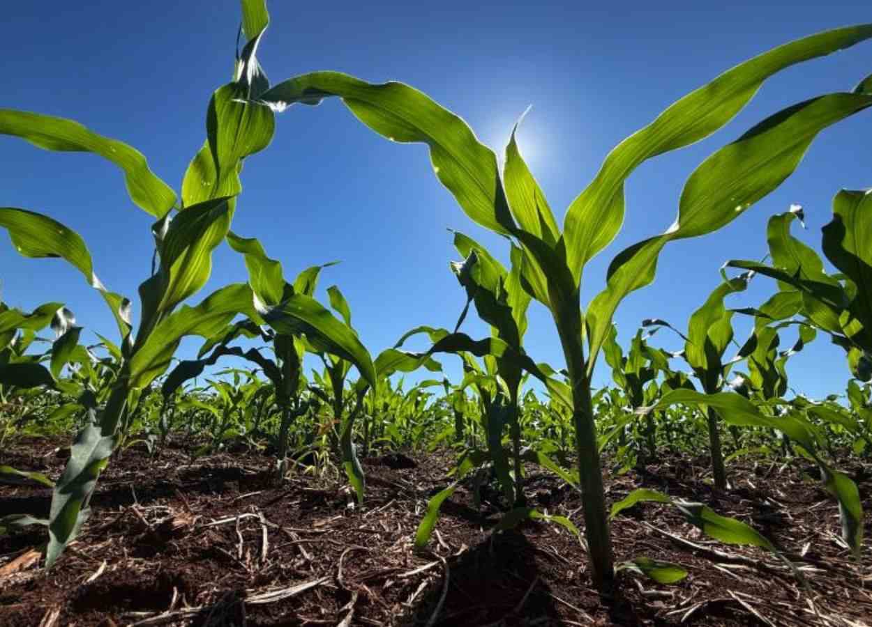 Insumos seguem valorizados e podem impactar rentabilidade da próxima safra